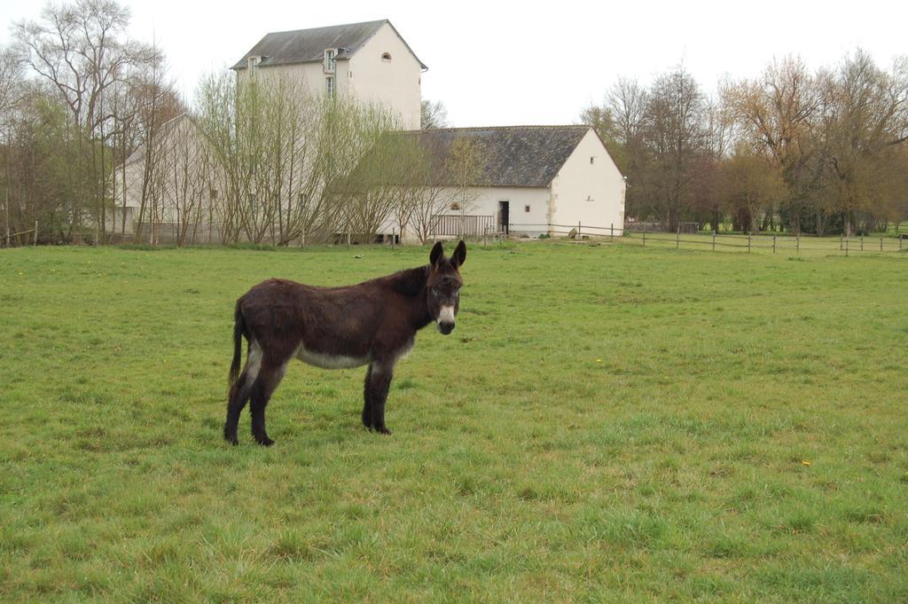 Bed and Breakfast Le Moulin Neuf Vignoux-sur-Barangeon Esterno foto